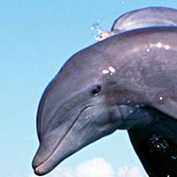 symbolism animal totem dolphin