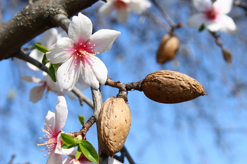 Almond tree what is your sign tree