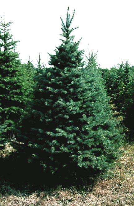what is your tree sign: Fir tree spiritual meanings