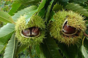 what is your tree sign, ancient Slavic astrology, Chestnut tree