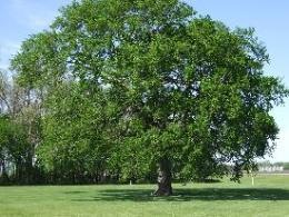 Elm tree, spiritual meaning of tree signs