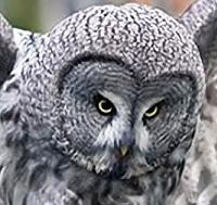 symbols and signs: animal spirit owl