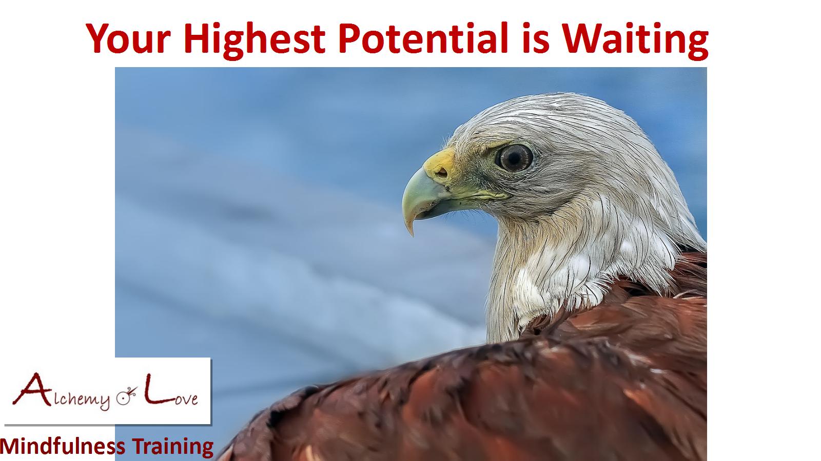 Highest Potential Eagle