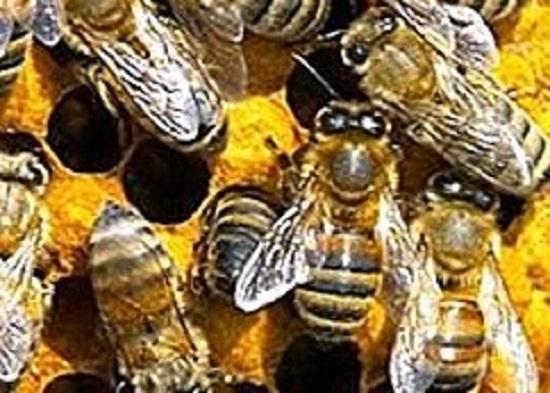 Super Sisters Bees Eusociality and Castas